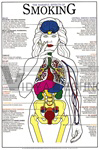 Harmful Effects of Smoking Chart